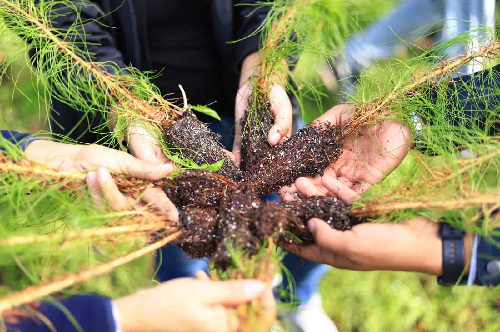 Reforestan localidad de Coajomulco como parte de la campaña “Un árbol un respiro”