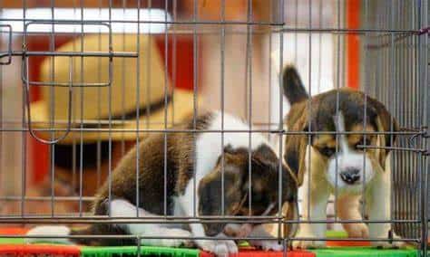 Rescatan a cuatro mil perros que iban a usar como experimento farmacéutico
