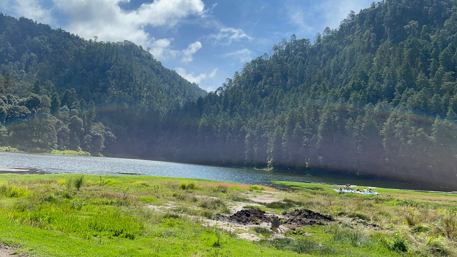 ¿Lo sabías? Ajolotes habitan en las Lagunas de Zempoala en Morelos
