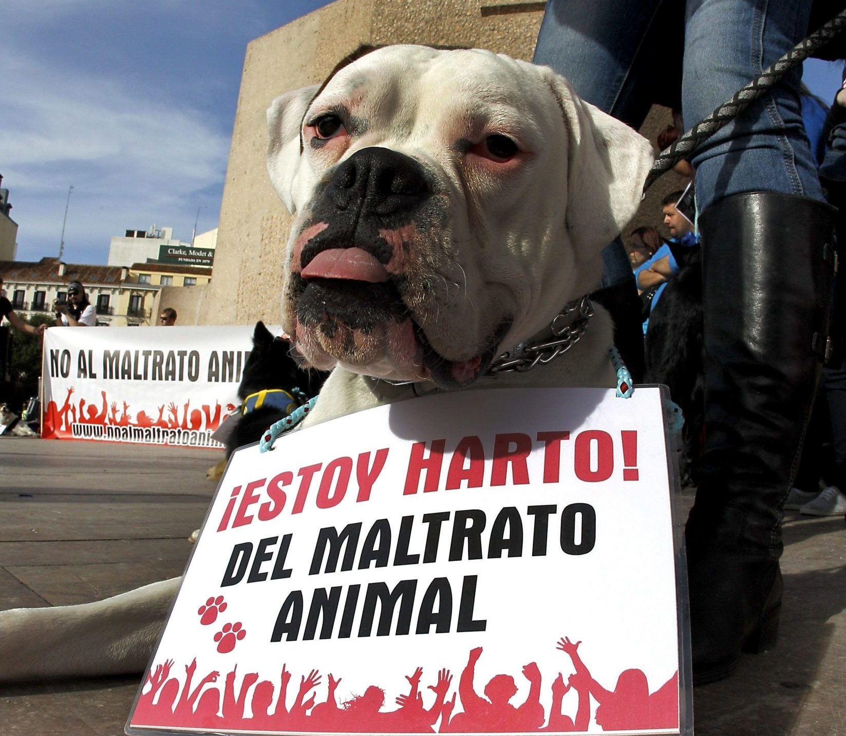 Vecina de Jiutepec lanza café hirviendo a perrito, ya fue denunciada