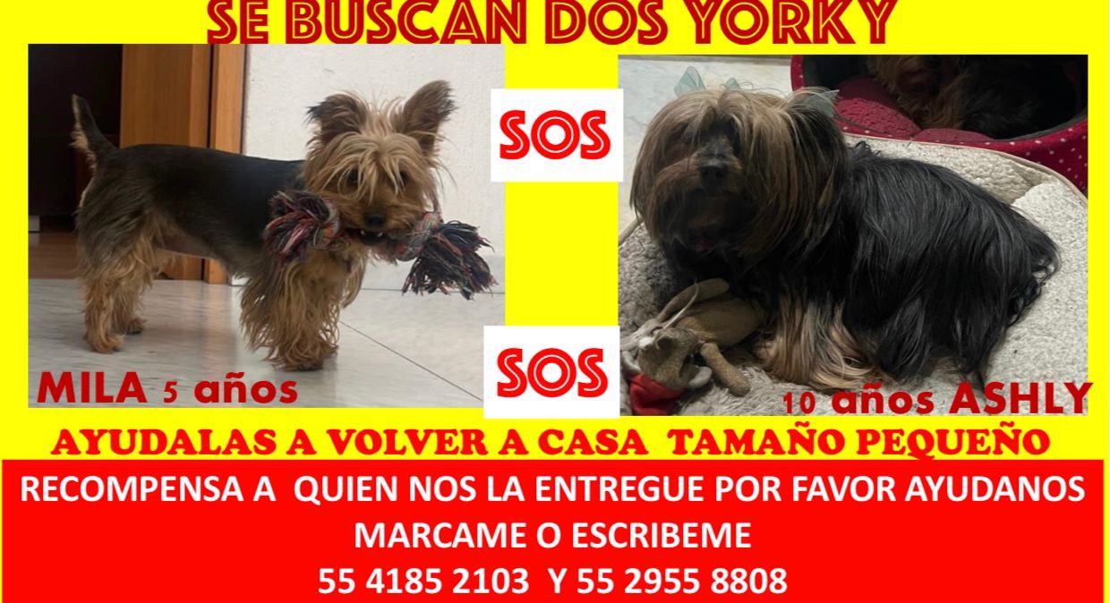 Se roban a perritas Yorkie en estacionamiento de Cuernavaca