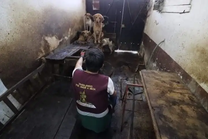 Detienen a el “Berna” quien vendía carne de perro en Nezahualcóyotl