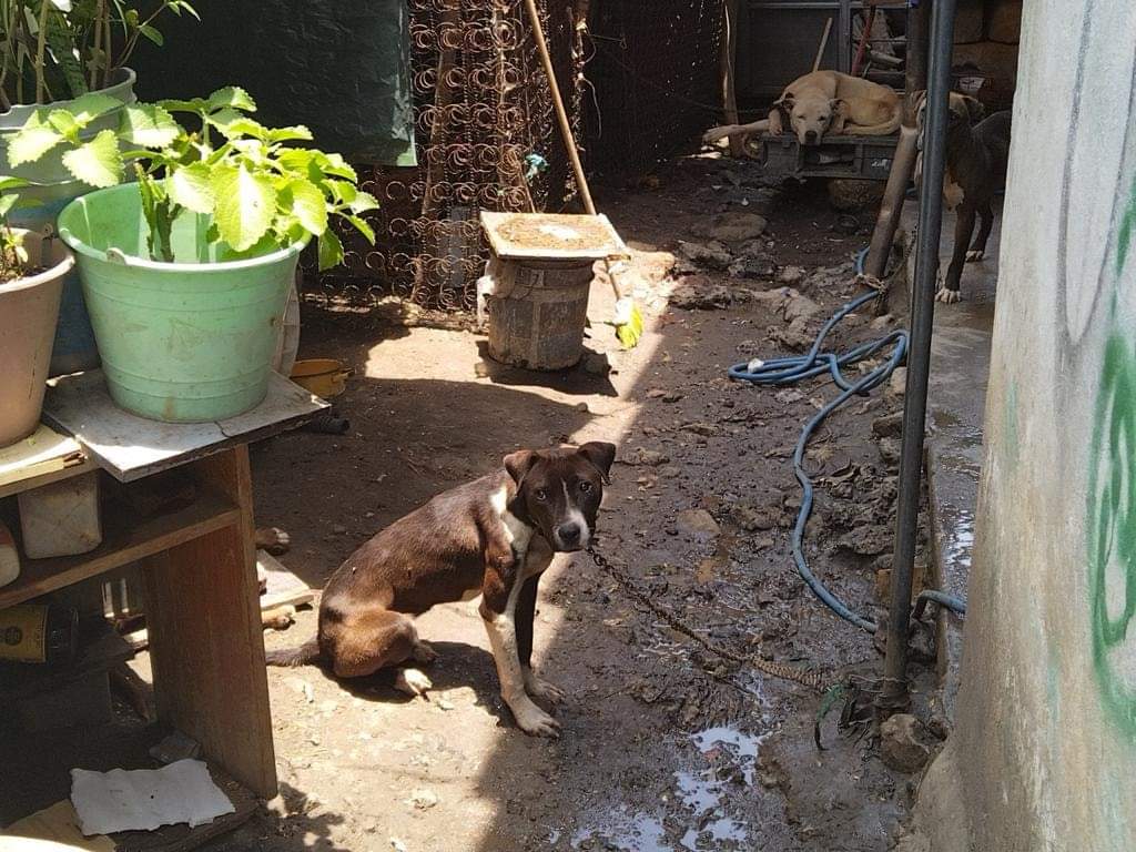 Exhortan a municipios de Morelos a vigilar el maltrato animal