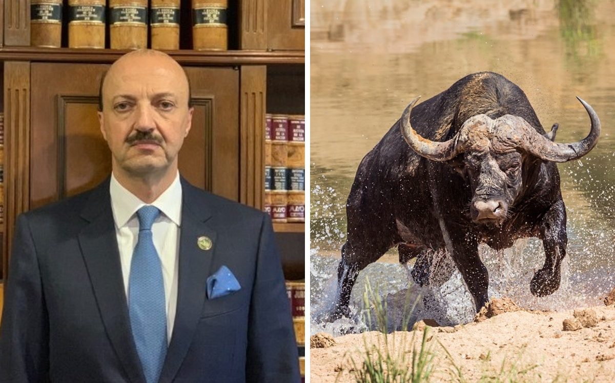 Cazador mexicano muere embestido por un búfalo