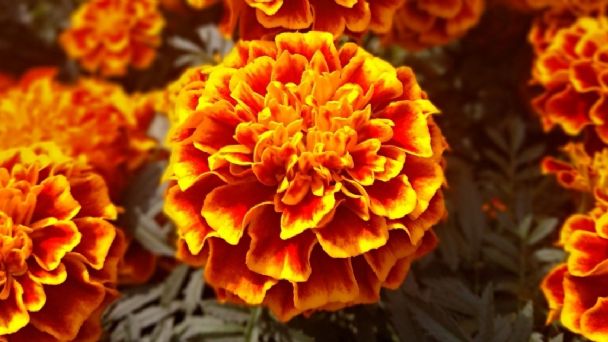 Las diferencias entre una flor de Cempasúchil mexicana y China