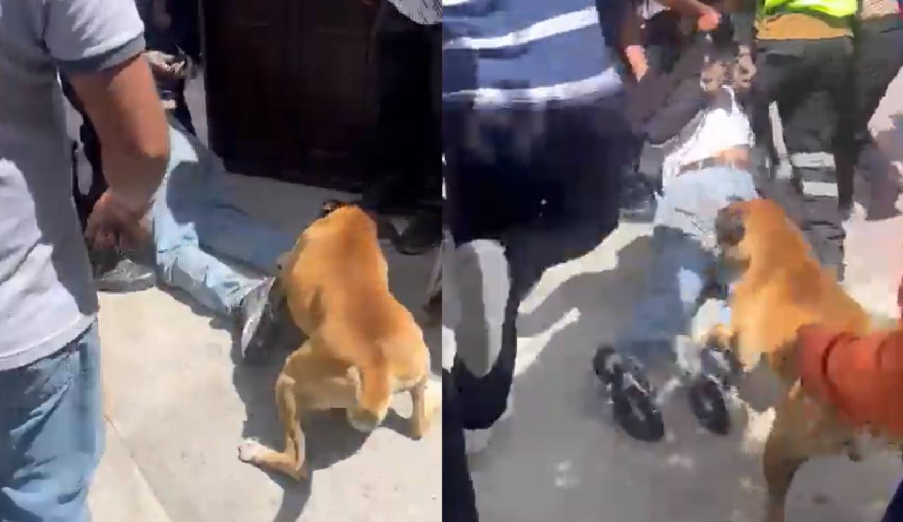 (VIDEO): Perro se une a intento de linchamiento