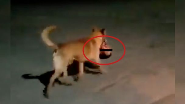 [VIDEO] Perro pasea con cabeza humana en el hocico y causa terror en Zacatecas