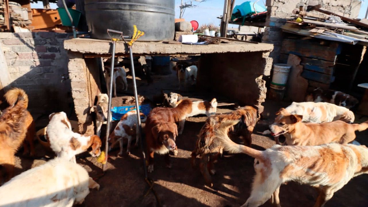 Rescatan a 100 perros en Nezahualcóyotl que serían vendidos como carne