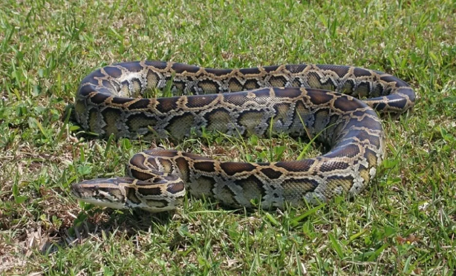 (VIDEO): Pitón gigante se traga a una mujer, pobladores matan al animal