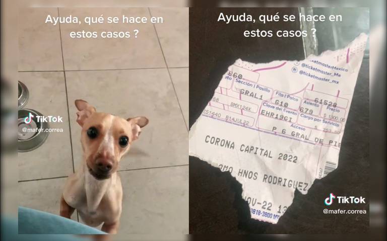 [VIDEO] Perrito destroza boleto para el Corona Capital 2022, su dueña no sabe qué hacer