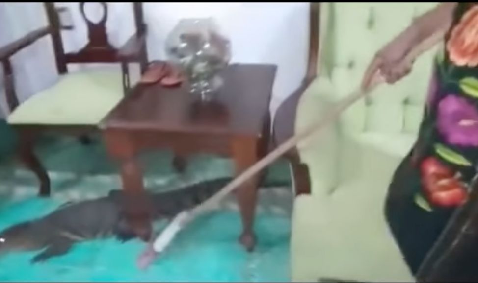 [VIDEO] Mujer corre con palabras bonitas de su casa a un caimán