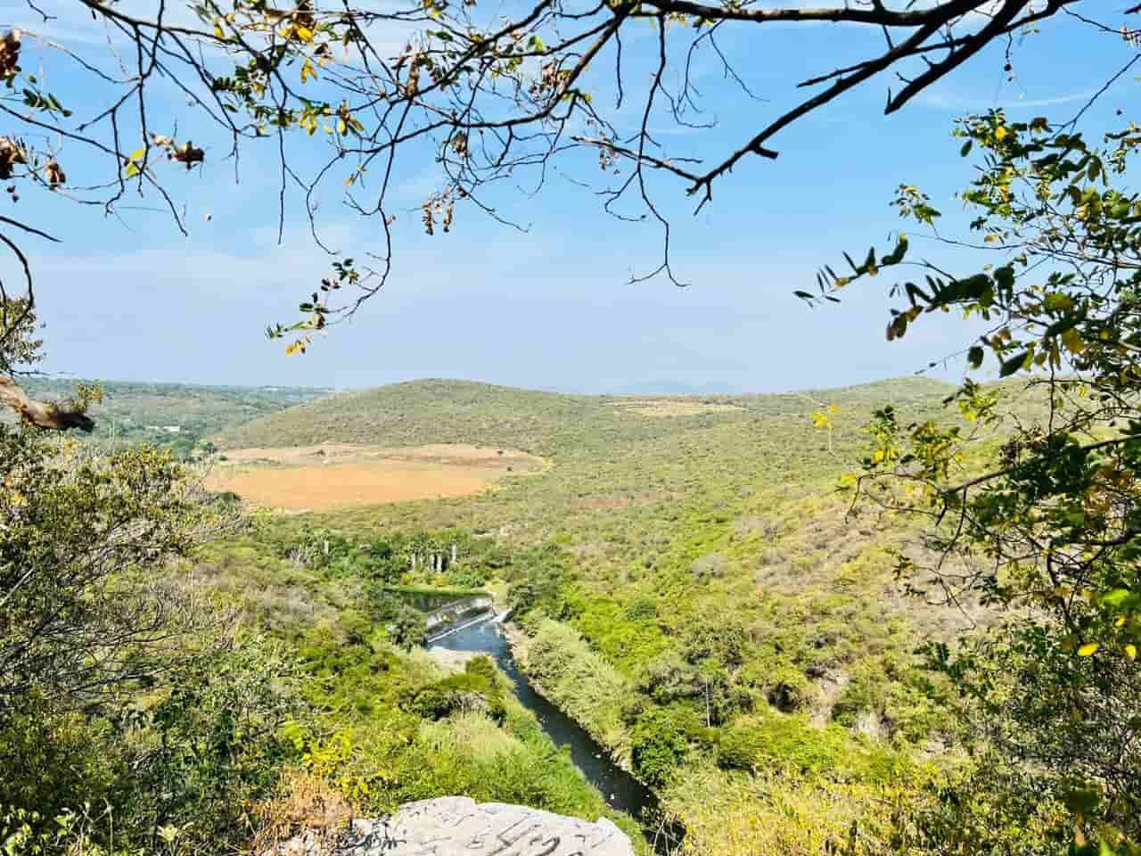 Existe gran diversidad de flora y fauna en el Cerro de la Tortuga en Zacatepec