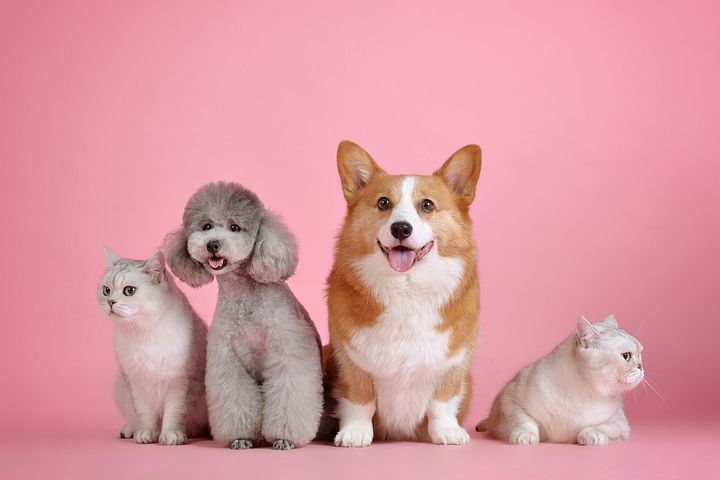 ¿Se puede pedir permisos laborales para atender a tu mascota enferma?