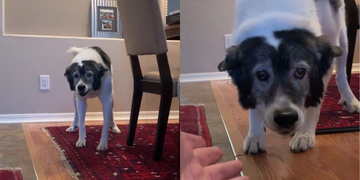 [VIDEO] Kodiak, el perrito de 13 años que olvida a su dueña