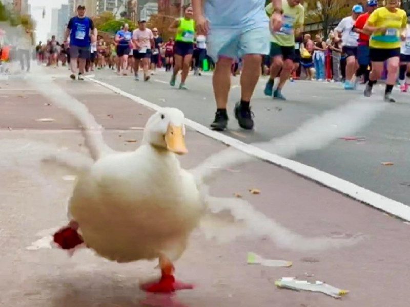 Pato participa en un maratón de Nueva York