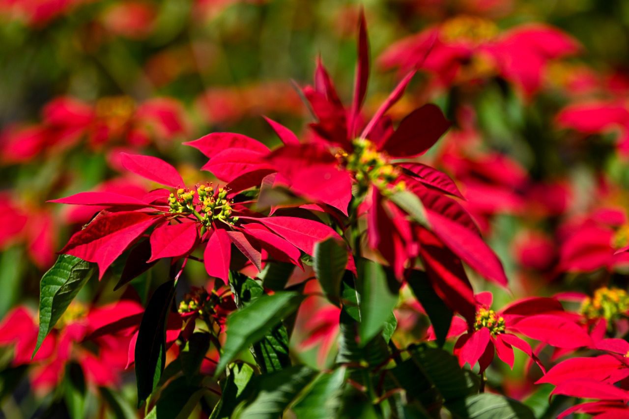 Anuncian primer Festival de la Flor de Nochebuena Silvestre “Cuetlaxochitl”