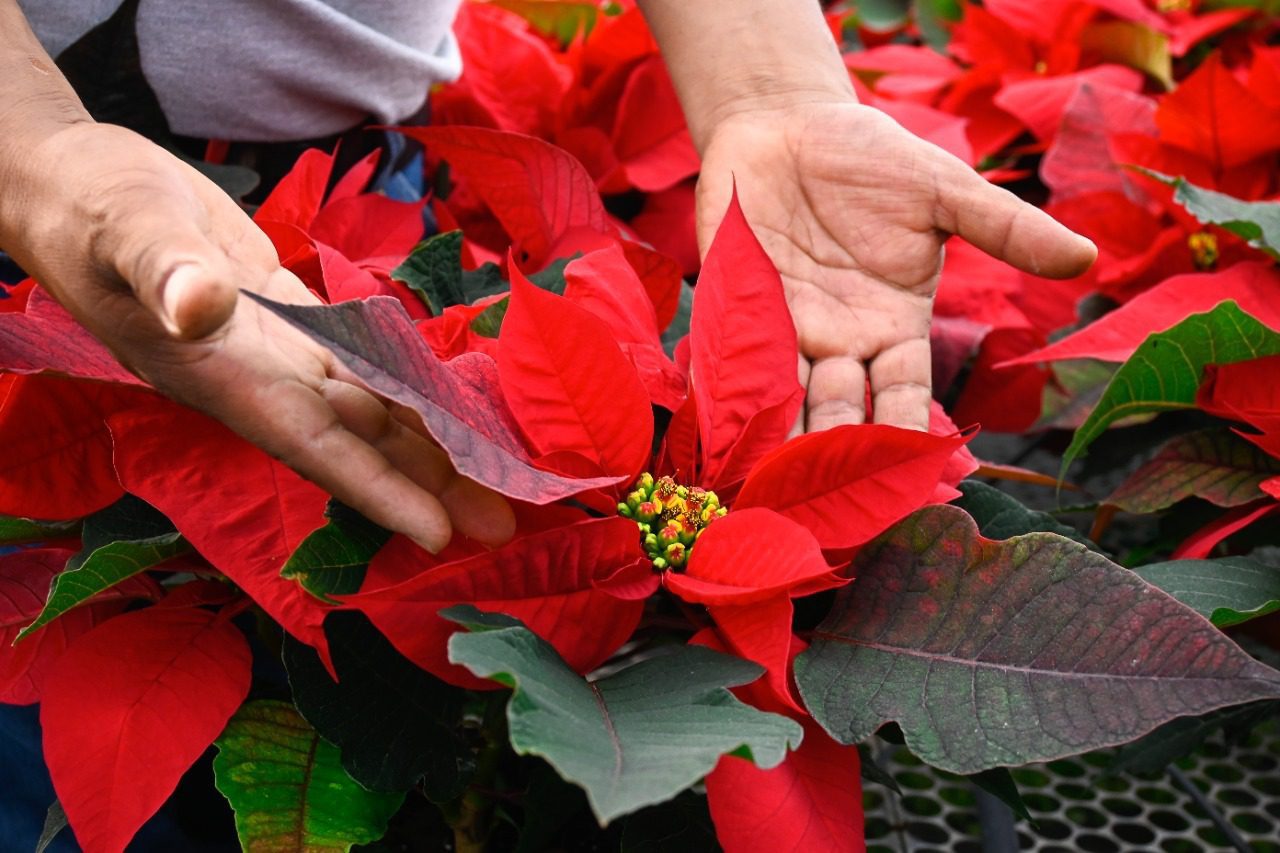 Morelos principal exportador de flor de Nochebuena a Estados Unidos