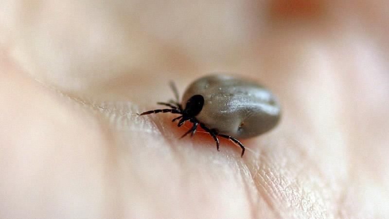 Fallece menor de edad por picadura de garrapata