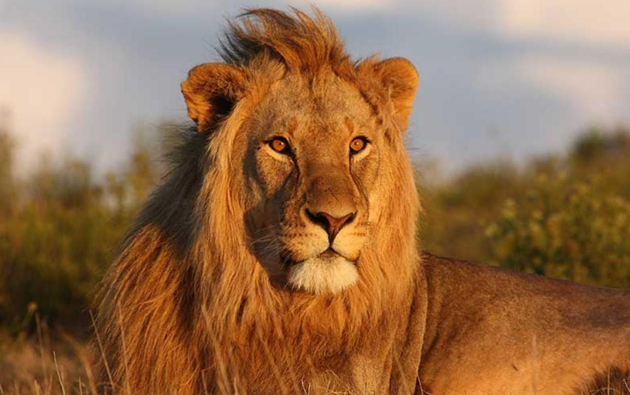 Tres leones fueron abatidos al intentar escapar de una base militar