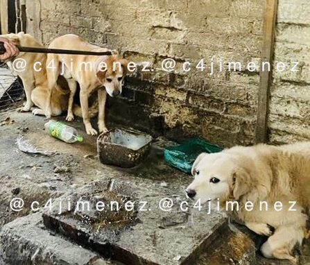 Niño de 6 años muere por presunto ataque de perro, pero tiene golpe en la cabeza