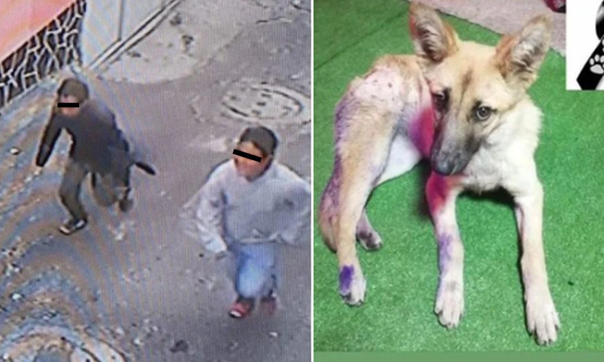 Sujetos asesinan a perrita comunitaria en Milpa Alta