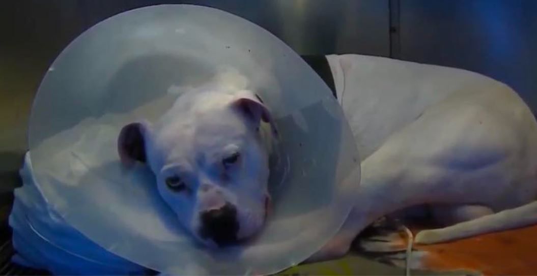 Amputan la pata de Tommy el perro que fue b4l3ad* en Costa Rica