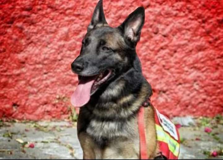 Esto es lo que ocurrió con Proteo el perrito rescatista
