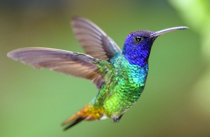 Capturan a cientos de colibríes para el 14 de febrero ¿Por qué?
