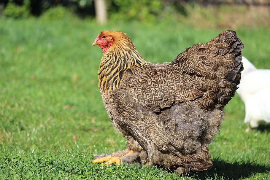 Hombre es atacado por una gallina hasta fallecer
