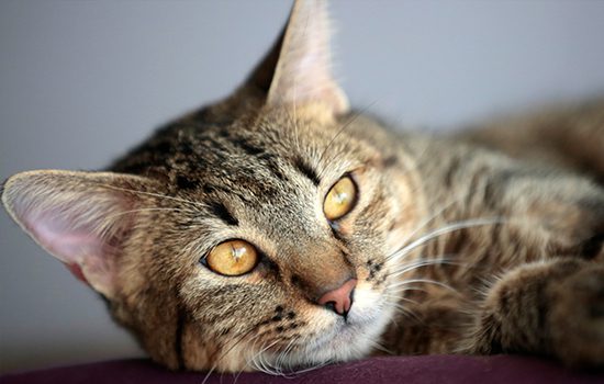 Video: Rescatan a gatito bajo los escombros tras terremoto en Turquía