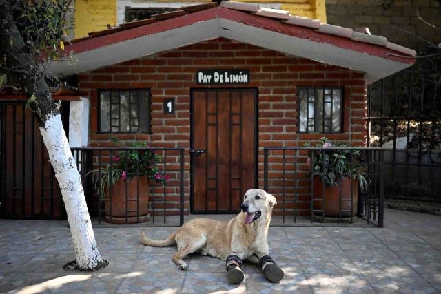 Esta es la historia de “Pay de limón” el perro que sobrevivió a t0rtur4s