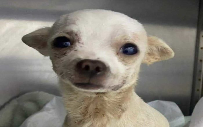 “Pincky” el perrito héroe que fue atacado por un ladrón