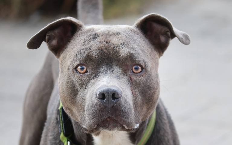 Mujer fallece tras ser atacada por su perro pitbull