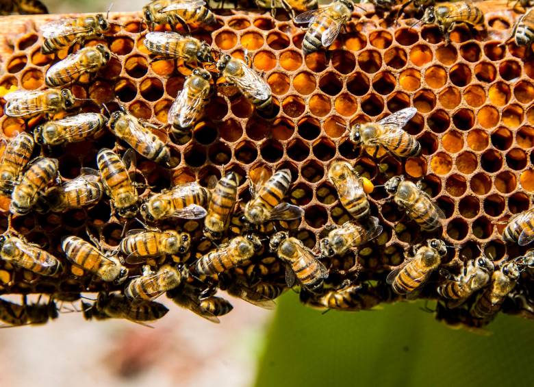 Ataque de abejas en Cancún