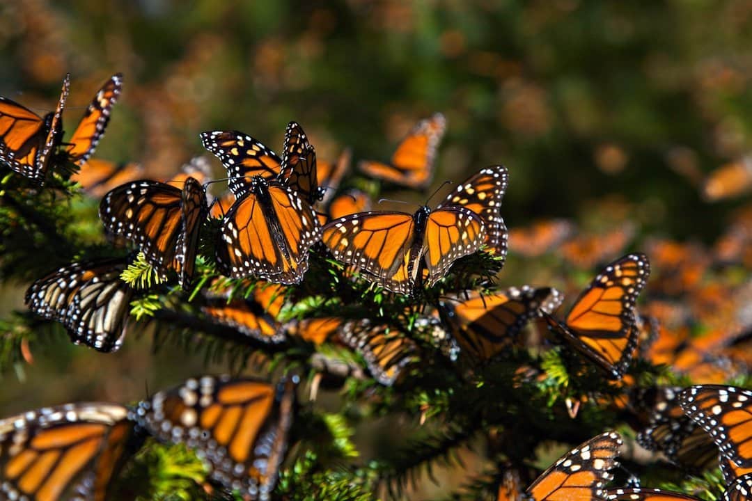 Mariposa Monarca ha disminuido un 22 por ciento de su población en México