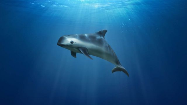 Castigan a México por descuido a la conservación de la Vaquita Marina