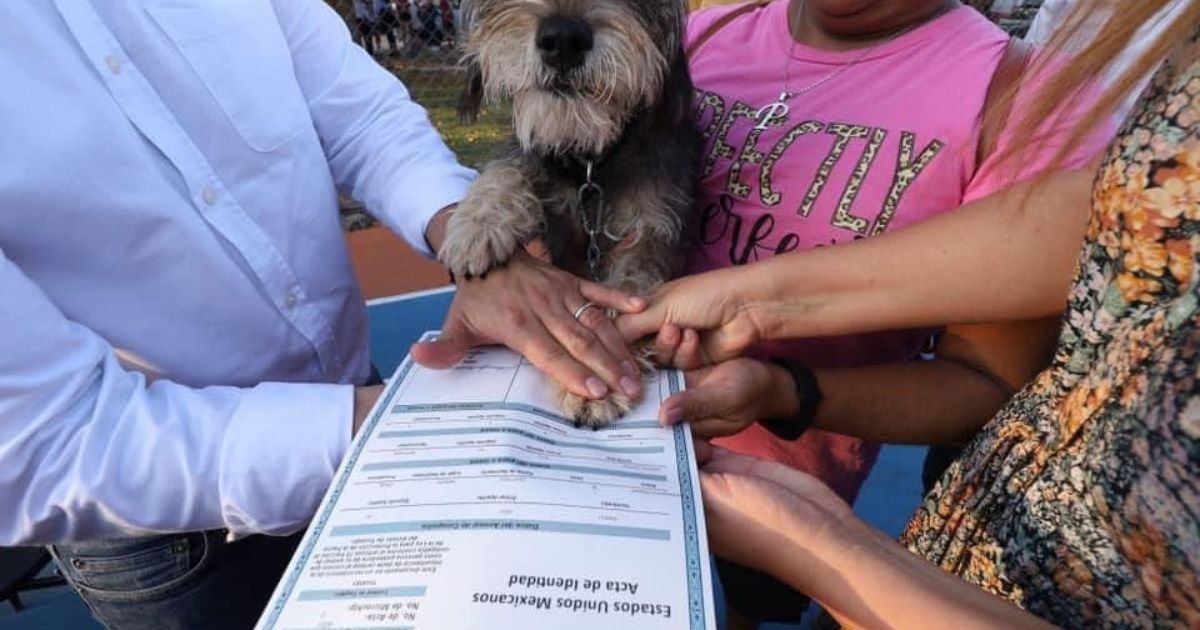 Registro de mascotas en Mérida