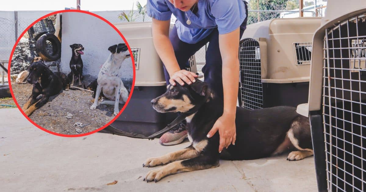 ¿Qué pasará con los perros rescatados en La Pradera, Cuernavaca?