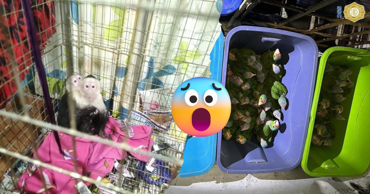 Aseguran animales en Iztapalapa