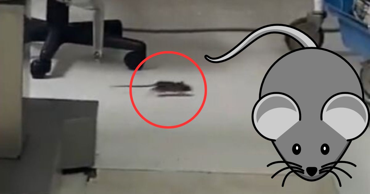 RATA EN EL ISSSTE