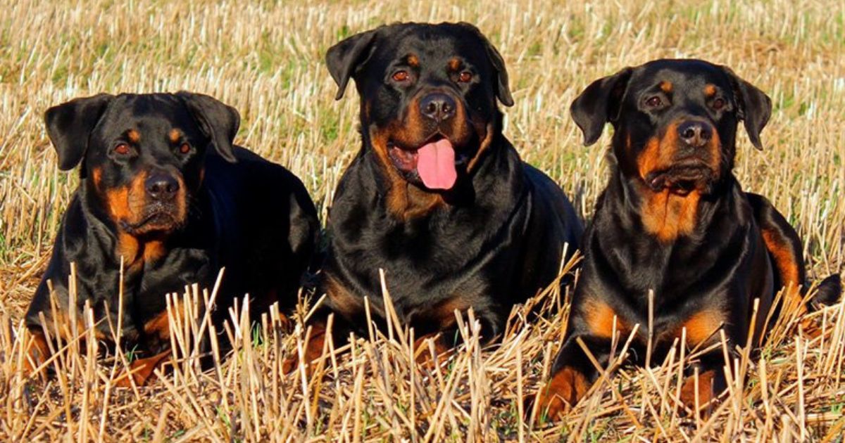 Matan perros a ponys en una quinta