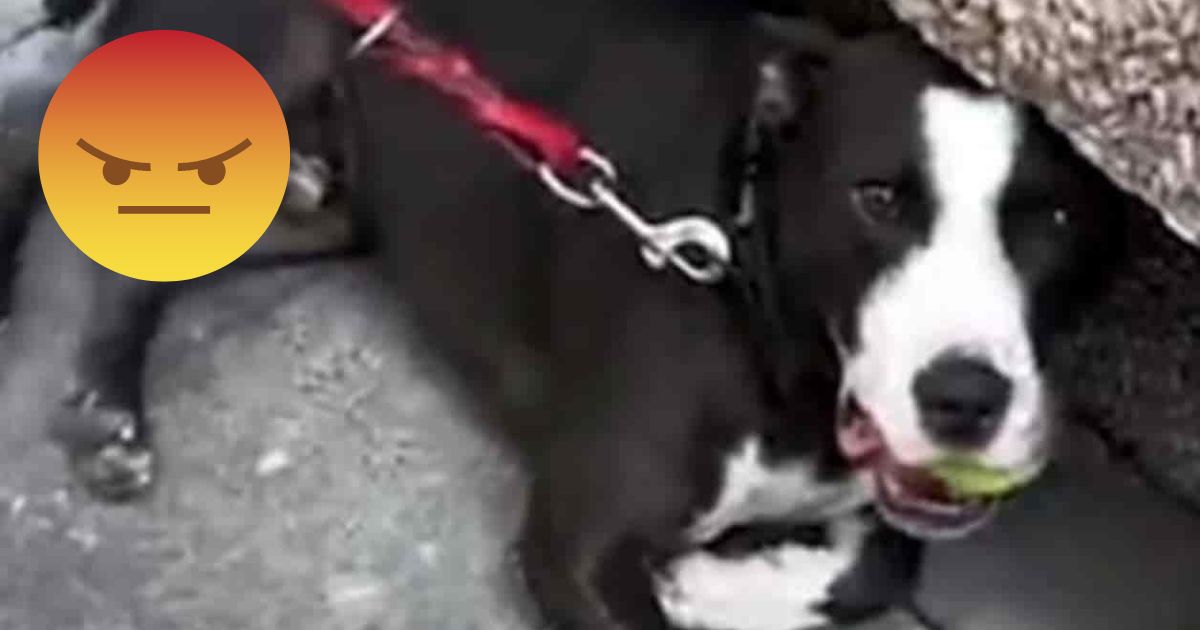(VIDEO): Hombre ahorca a su perro como castigo