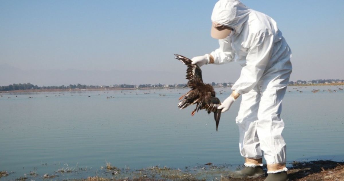 alerta aves muertas
