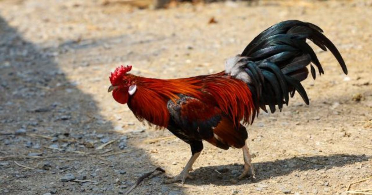 Peleas de gallos