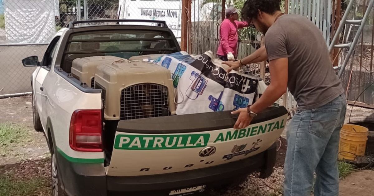 perritos Cuernavaca