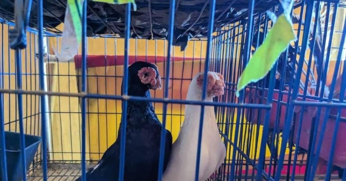 Aves