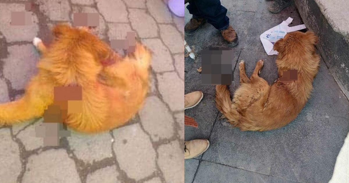 Detienen al carnicero que acuchilló a un perrito