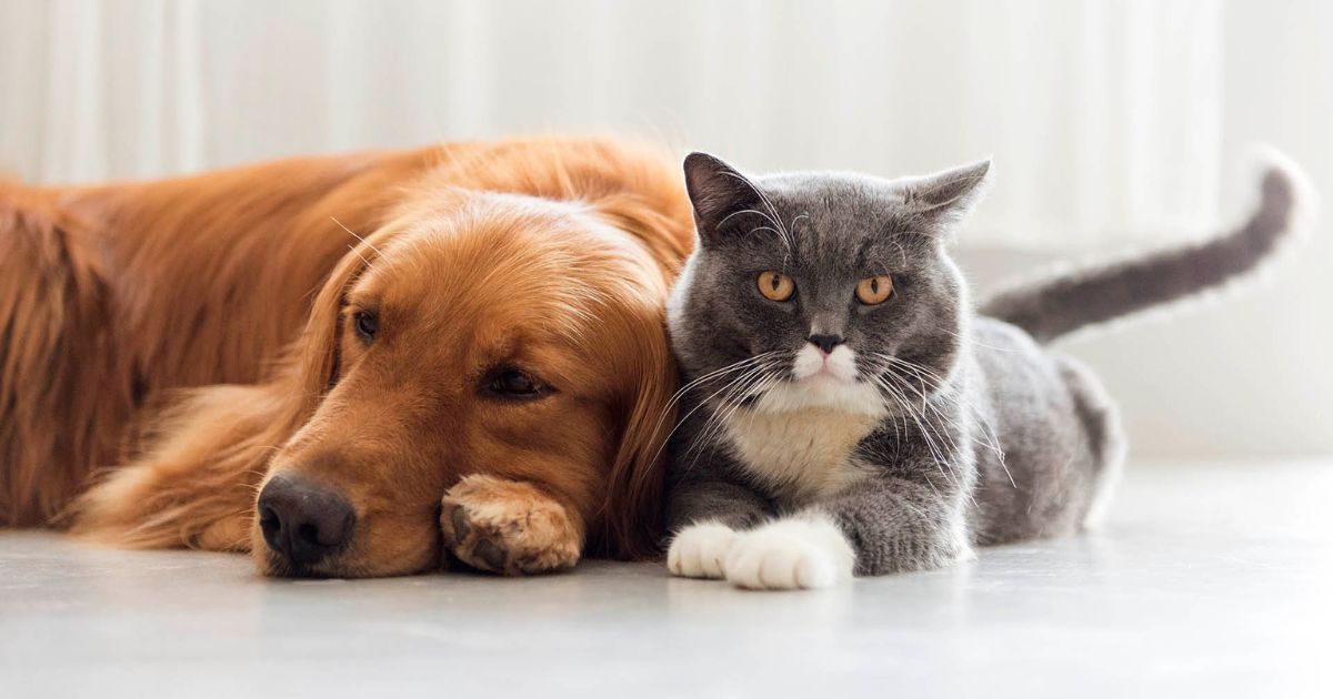 Proponen incorporar a mascotas al Registro Civil