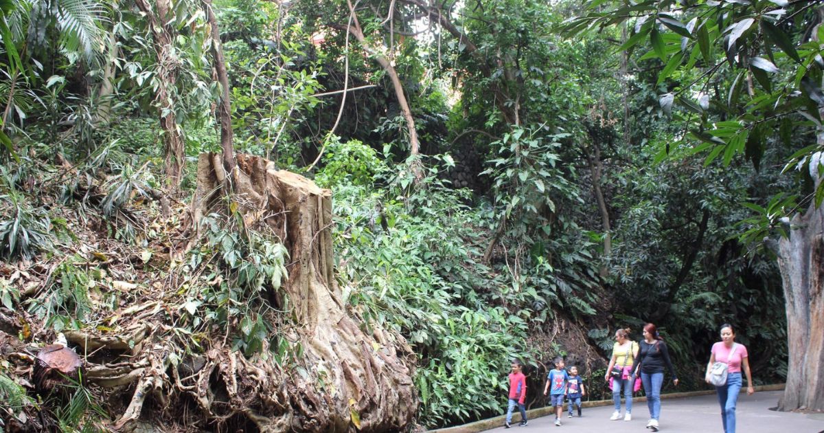 Retiran amate blanco del Parque Barranca Chapultepec