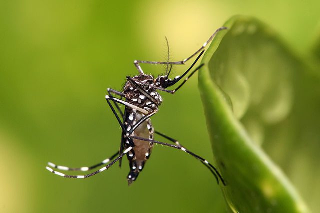 ¡ALERTA! Más de 700 casos de dengue en Morelos